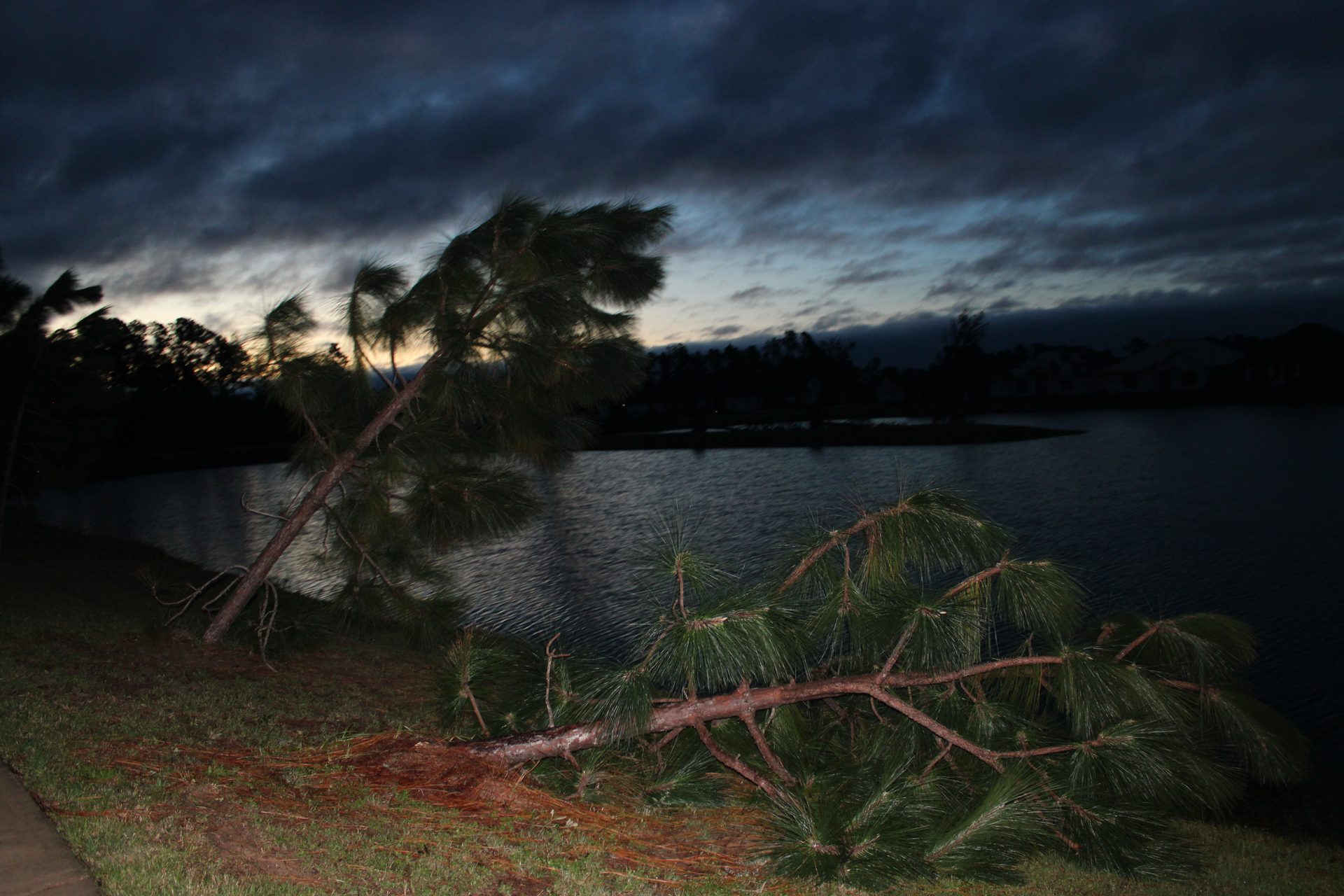 Young pine trees snapped by Hurricane Isaias in Milton, Santa Rosa County, on October 10, 2026